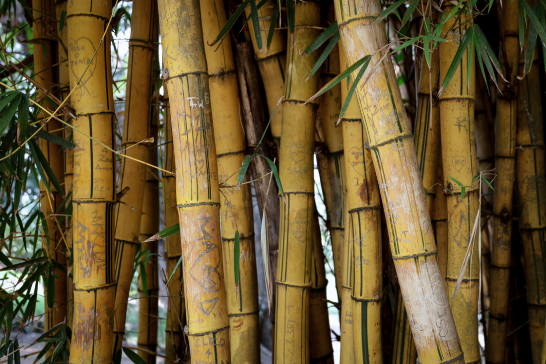 Why Bamboo?